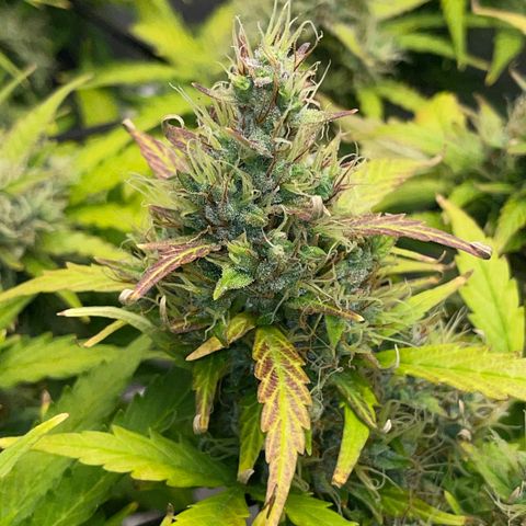 Rock Steady Cookies  growlog photo: Day 73