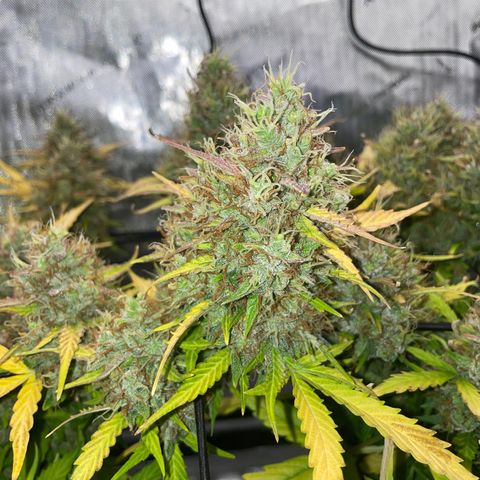 Rock Steady Cookies  growlog photo: Day 81
