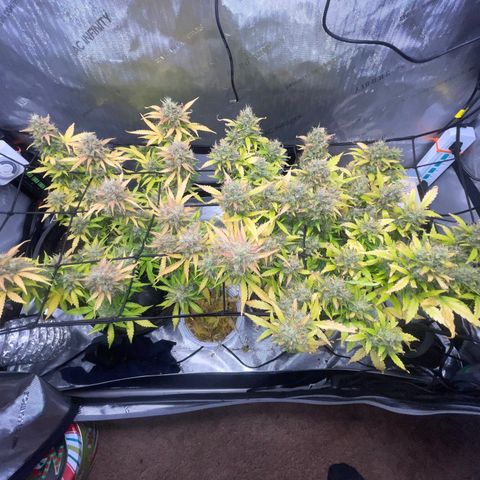 Rock Steady Cookies  growlog photo: Day 81