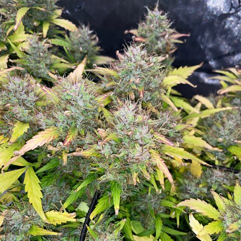 Rock Steady Cookies  growlog photo: Day 81