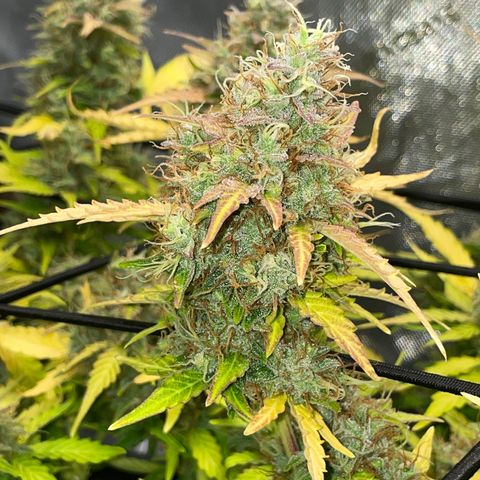 Rock Steady Cookies  growlog photo: Day 81