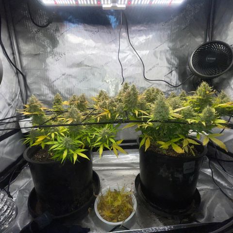 Rock Steady Cookies  growlog photo: Day 81