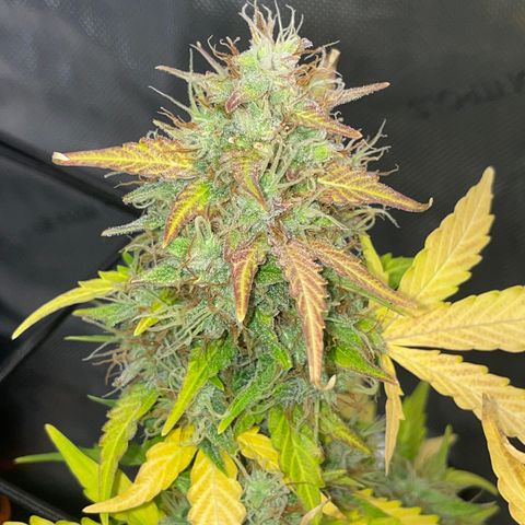 Rock Steady Cookies  growlog photo: Day 81