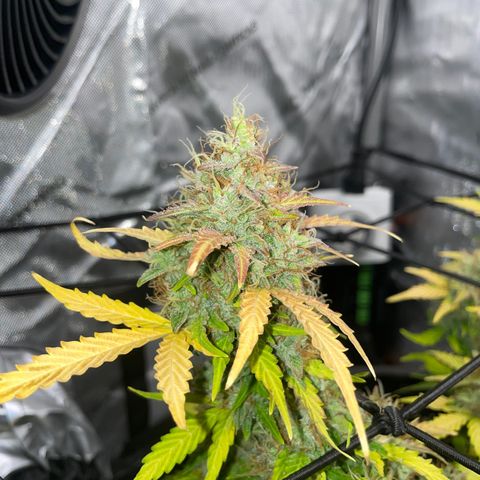 Rock Steady Cookies  growlog photo: Day 81