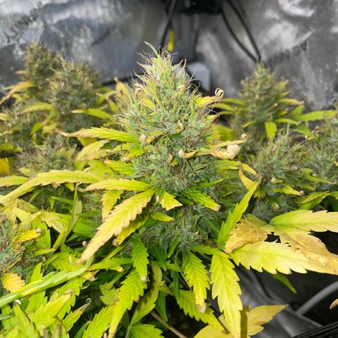 Rock Steady Cookies  growlog photo: Day 81