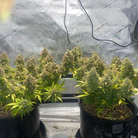 Rock Steady Cookies  growlog photo: Day 89