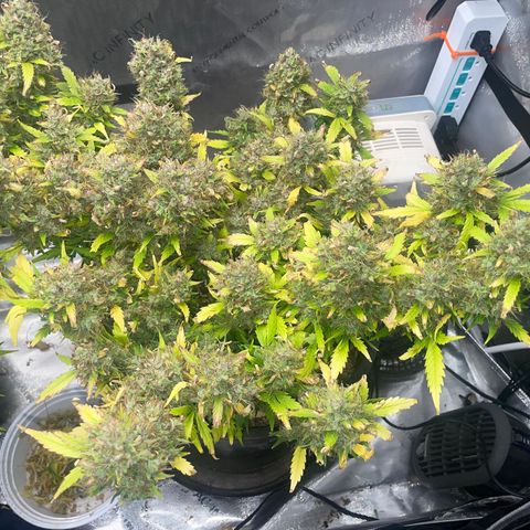 Rock Steady Cookies  growlog photo: Day 89
