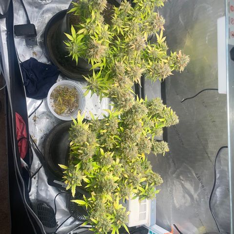 Rock Steady Cookies  growlog photo: Day 89