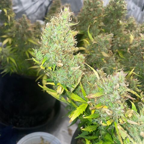 Rock Steady Cookies  growlog photo: Day 89