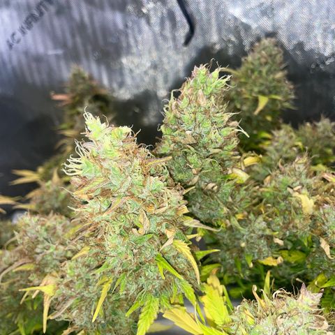 Rock Steady Cookies  growlog photo: Day 89