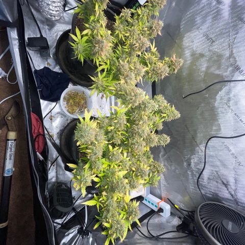 Rock Steady Cookies  growlog photo: Day 89