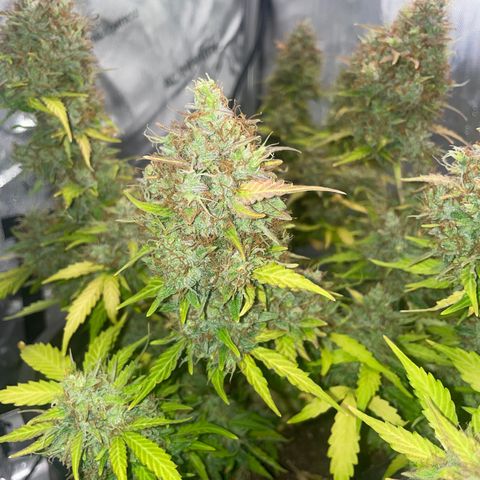 Rock Steady Cookies  growlog photo: Day 89