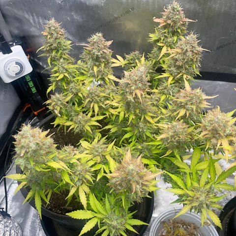 Rock Steady Cookies  growlog photo: Day 89
