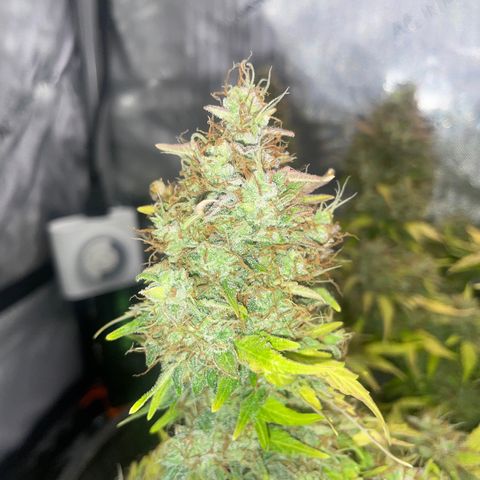 Rock Steady Cookies  growlog photo: Day 89
