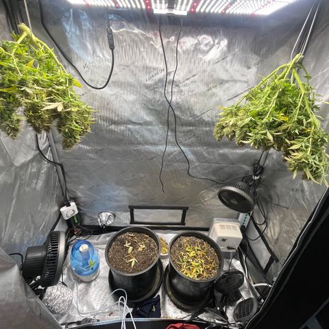 Rock Steady Cookies  growlog photo: Day 89