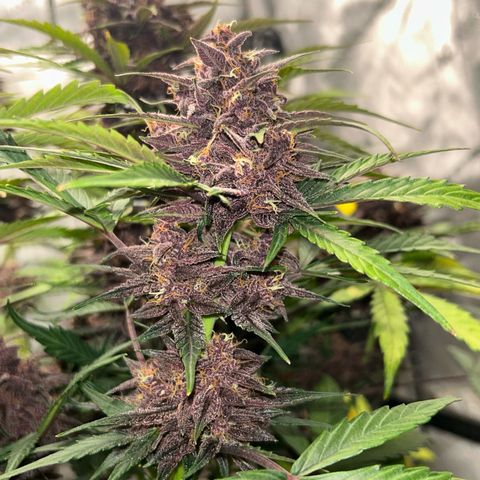 Brother Mendel growlog in Grow Tent