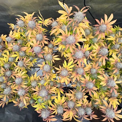 Grimm’s Glue X2 growlog in Curing Drawer
