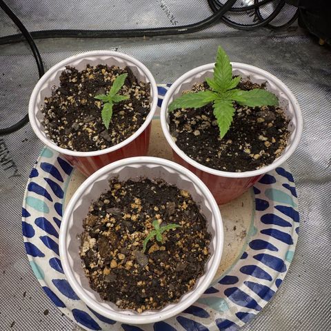 Shogun growlog photo: 1 great 1 weak 1 avg