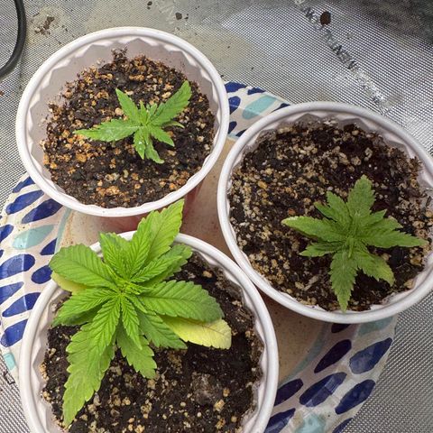 Shogun growlog photo: Slow