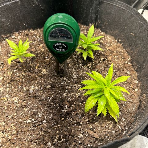 Shogun growlog photo: On the left. Northern lights auto on the right but been growing for 2 months and no real progress. Royal queen 🥴
