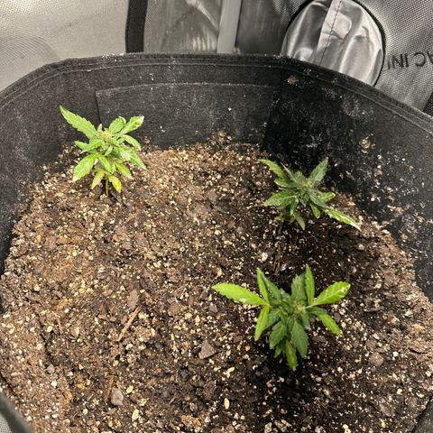 Shogun growlog photo: On the left. Northern lights auto on the right but been growing for 2 months and no real progress. Royal queen 🥴