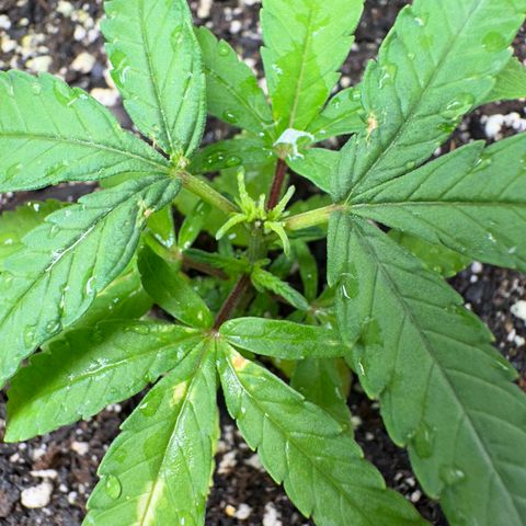 Shogun growlog photo: Top autoflower northern lights 
