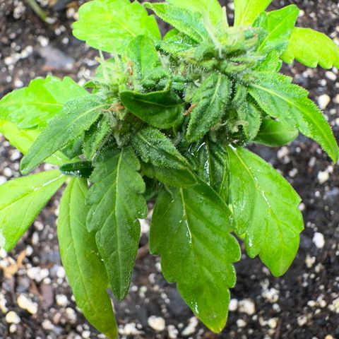 Shogun growlog photo: Top autoflower northern lights 