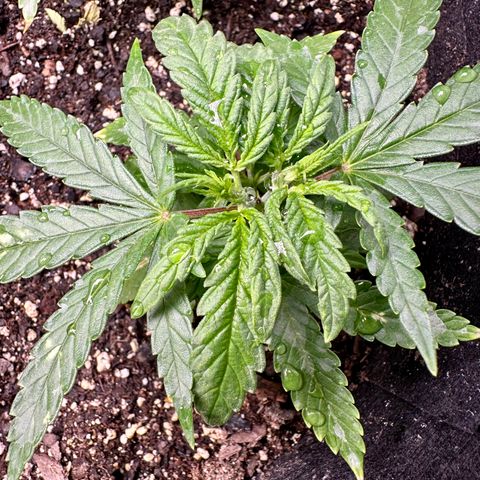 Shogun growlog photo: 2 topped 