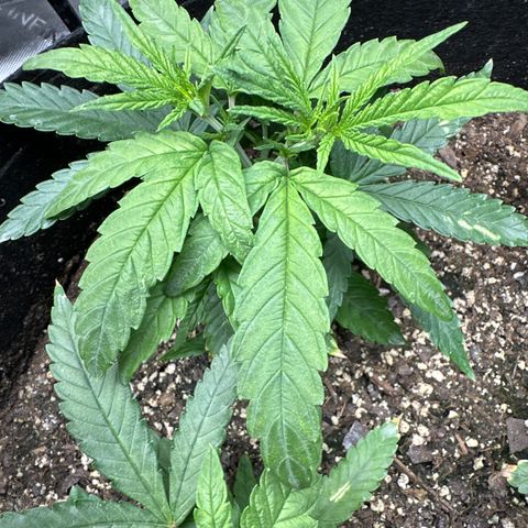 Shogun growlog timeline photo