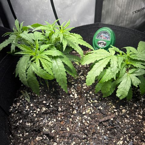 Shogun growlog photo: Transplant 1 shogun 
