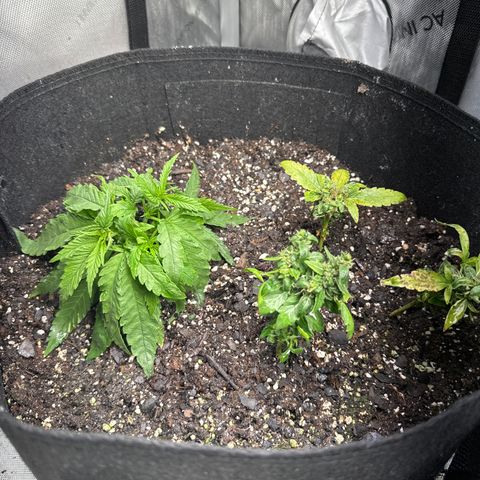 Shogun growlog photo: Transplant 1 shogun 