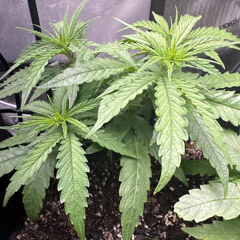 Shogun growlog photo: 8” today Shogun
5” NLA