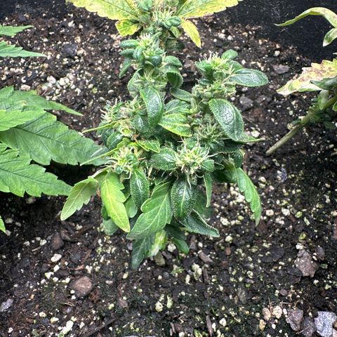 Shogun growlog photo: 8” today Shogun
5” NLA