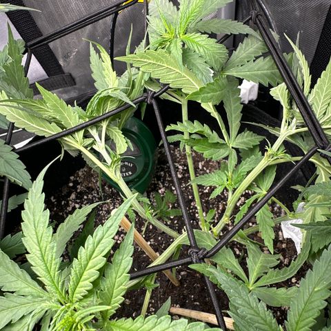 Shogun growlog photo: Started low stress training 