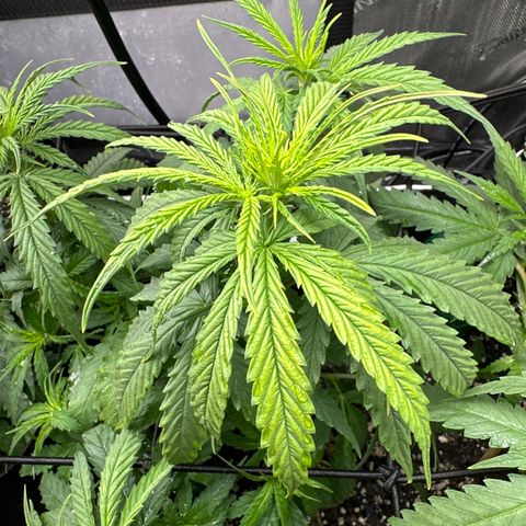 Shogun growlog timeline photo