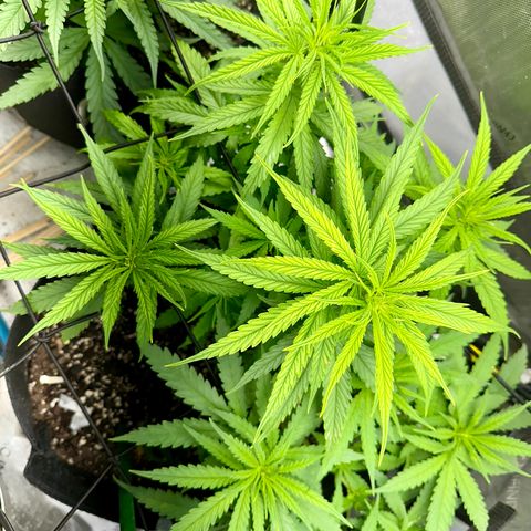 Shogun growlog timeline photo