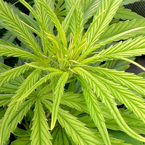 Shogun growlog photo: First day of 12/12