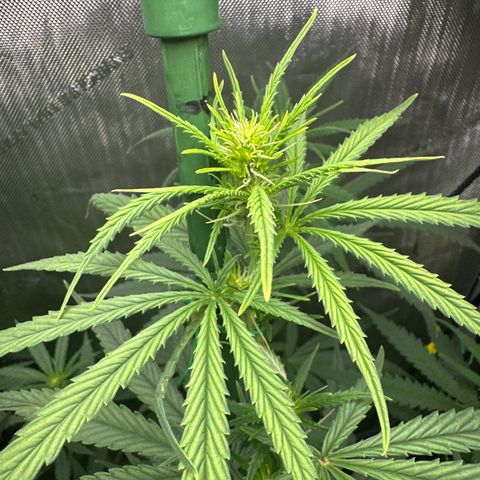Shogun growlog timeline photo
