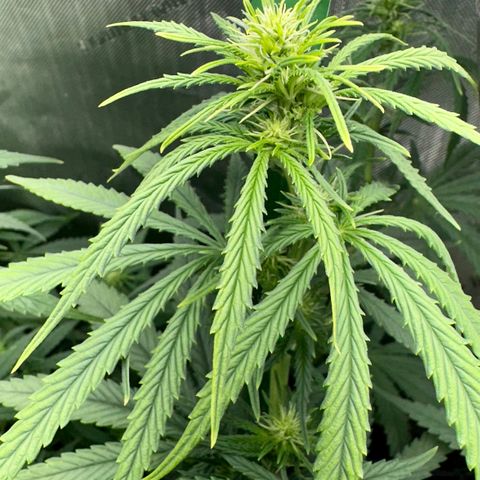 Shogun growlog timeline photo