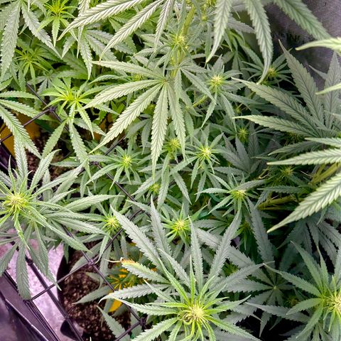 Shogun growlog photo: 28”