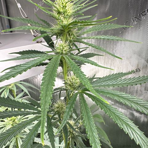 Shogun growlog timeline photo