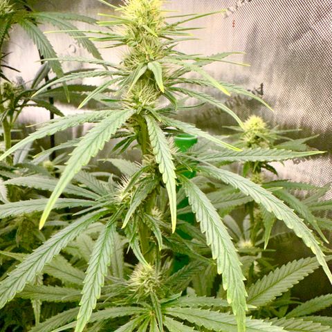 Shogun growlog photo: Added blown air for cooling and second oscillating fan