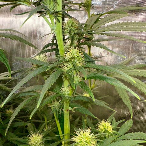 Shogun growlog photo: Added blown air for cooling and second oscillating fan