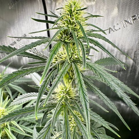 Shogun growlog photo: Humidity 75 at night 45 day. Wilted in morning