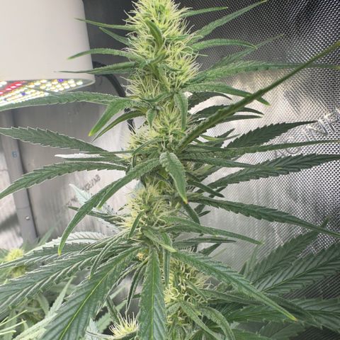 Shogun growlog timeline photo