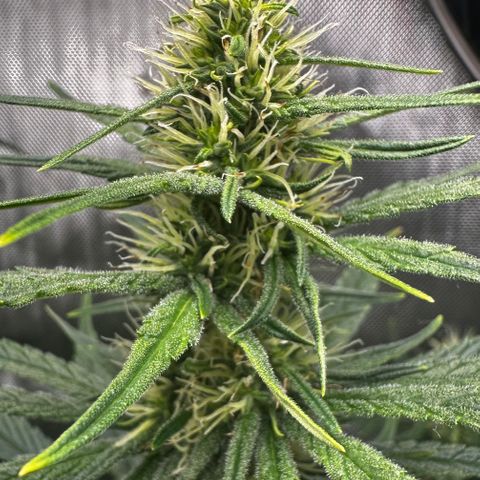 Shogun growlog timeline photo