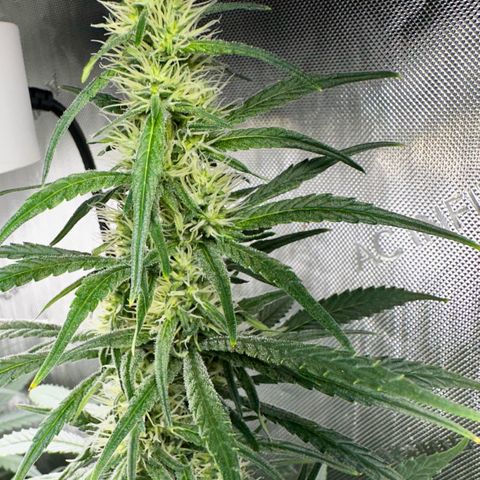 Shogun growlog photo: Getting there 