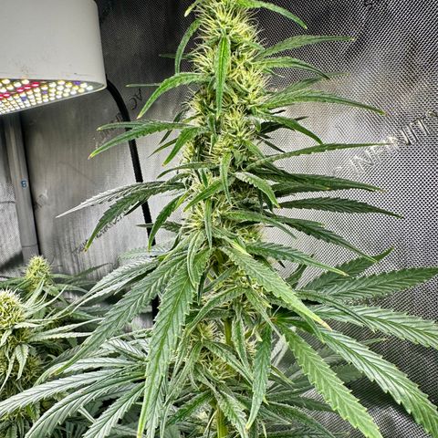 Shogun growlog timeline photo