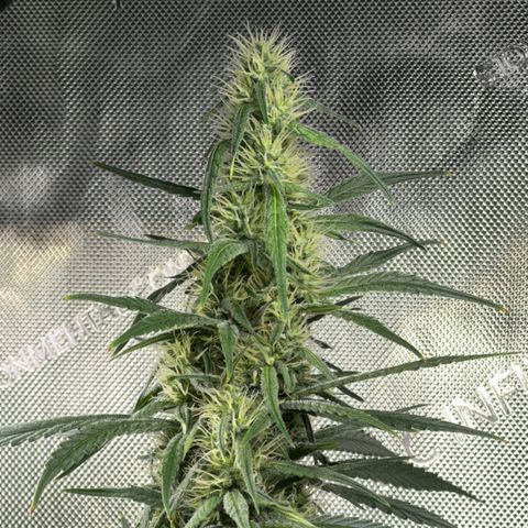 Shogun growlog photo: Week 5 starts 