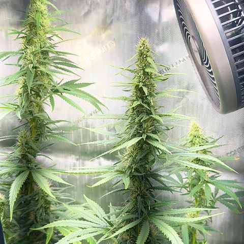 Shogun growlog photo: Week 5 starts 